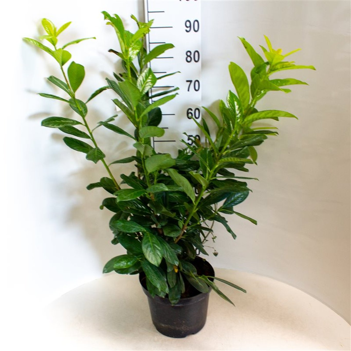 Prunus l. 'Novita' - C7.5 70-80 CM